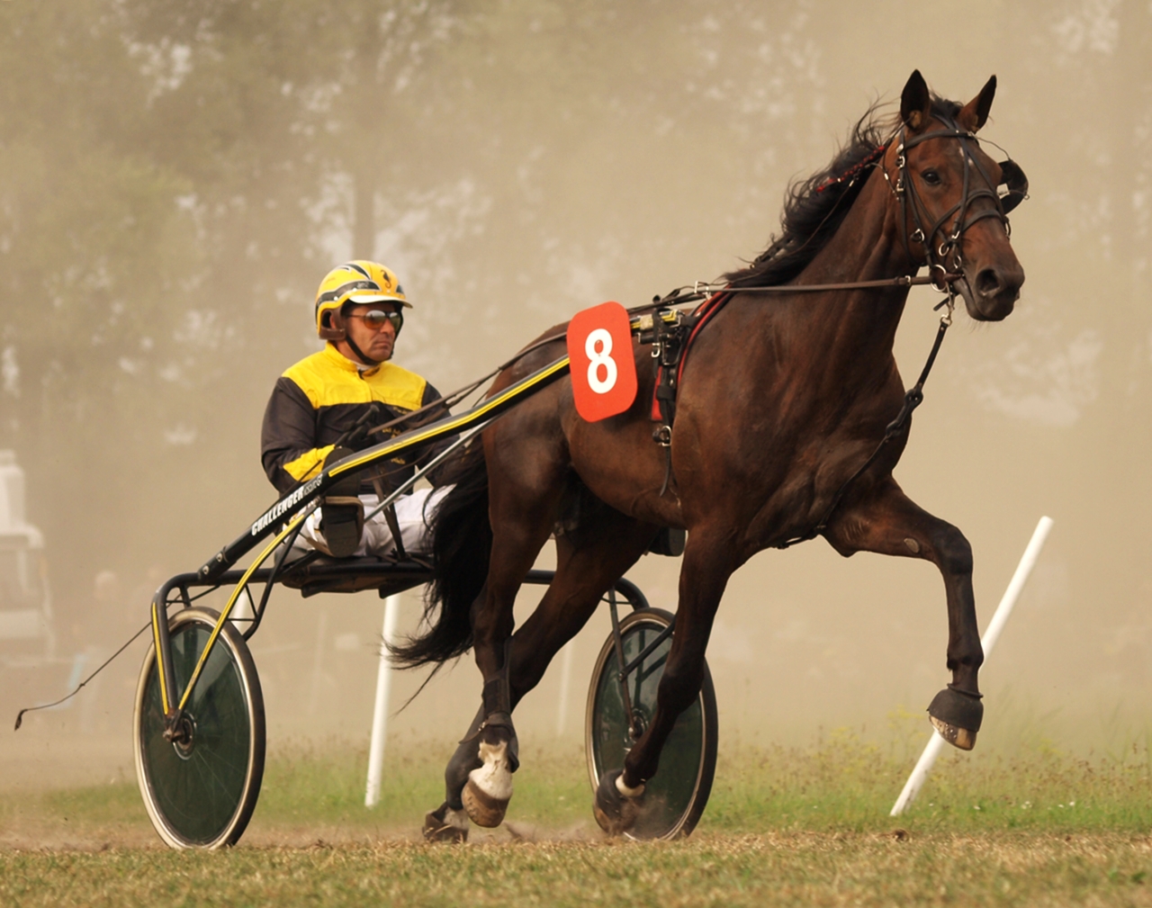 Hooksieler Renntage 2010