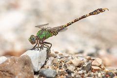 Hooktail - "Hakenschwanz" bzw. Sandjungfer