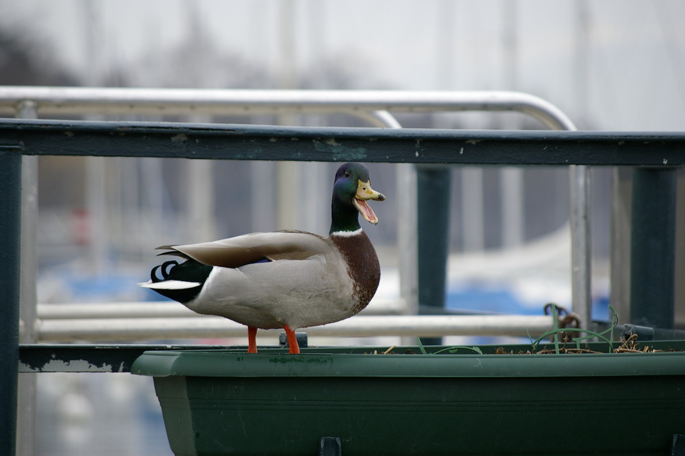 hooo le vilain petit canard