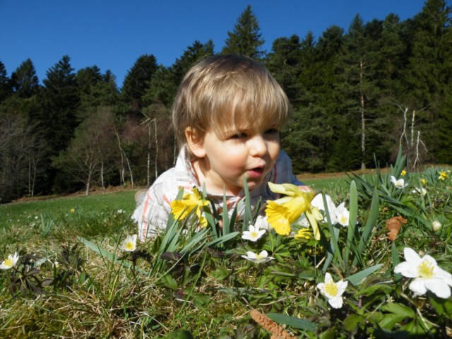 hoooo, les belles jonquilles