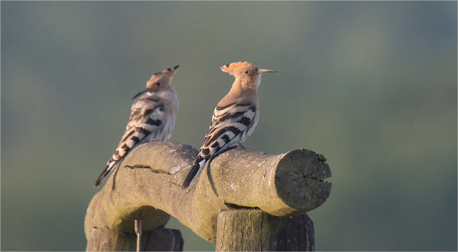  Hoopoe