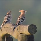  Hoopoe