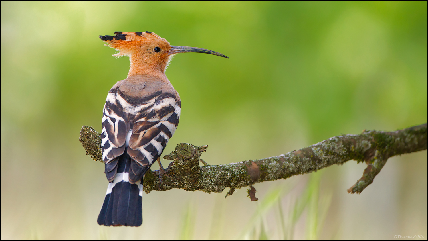 [  Hoopoe  ]