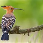 [  Hoopoe  ]