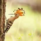 Hoopoe