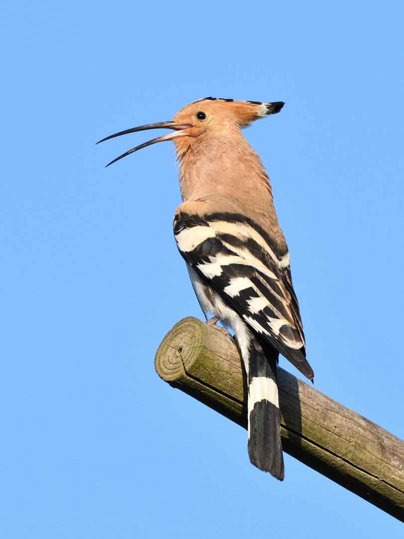 Hoopoe