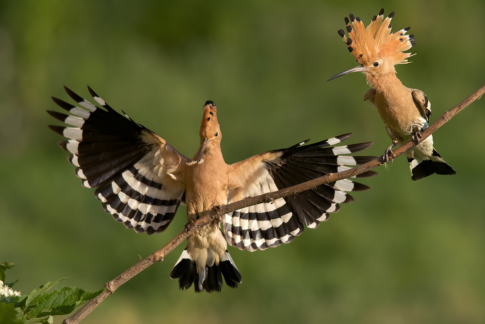 Hoopoe