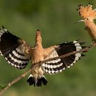 Hoopoe