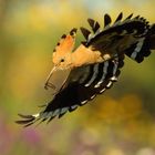 Hoopoe