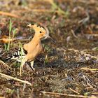 Hoopoe