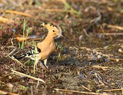 Hoopoe