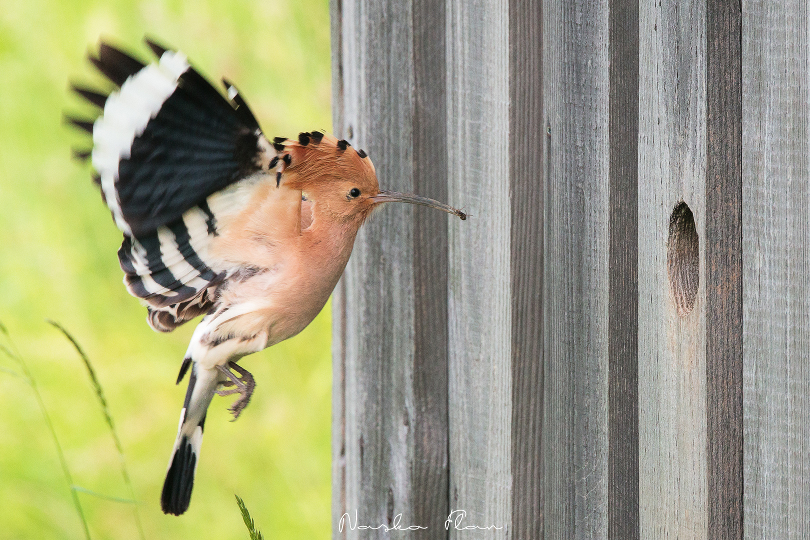 Hoopoe