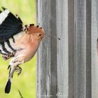 Hoopoe