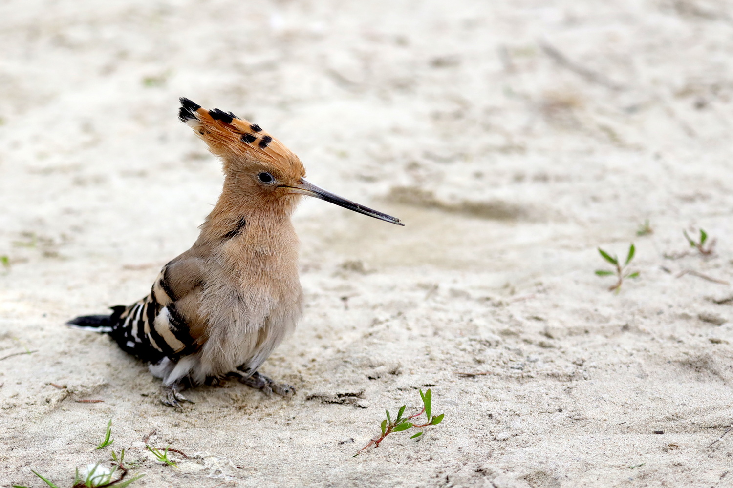 Hoopoe