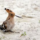 Hoopoe