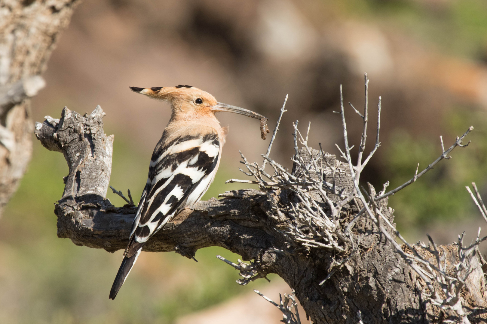 Hoopoe