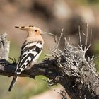 Hoopoe