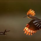 Hoopoe