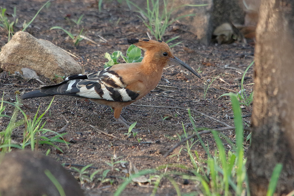 Hoopoe, Afrikanischer Wiedehopf, Upupa epops