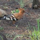 Hoopoe, Afrikanischer Wiedehopf, Upupa epops