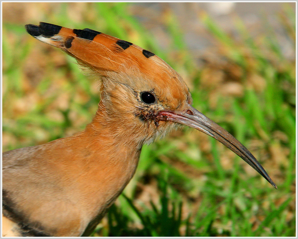 Hoopoe