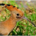 Hoopoe