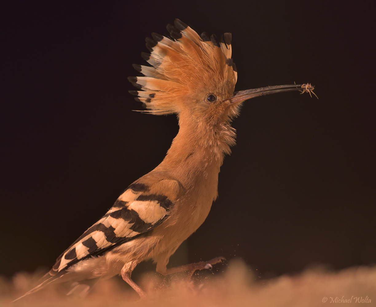 Hoopoe Closeup