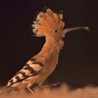 Hoopoe Closeup