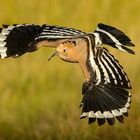 Hoopoe