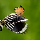 Hoopoe Hoopoe