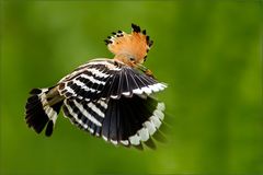 Hoopoe Hoopoe