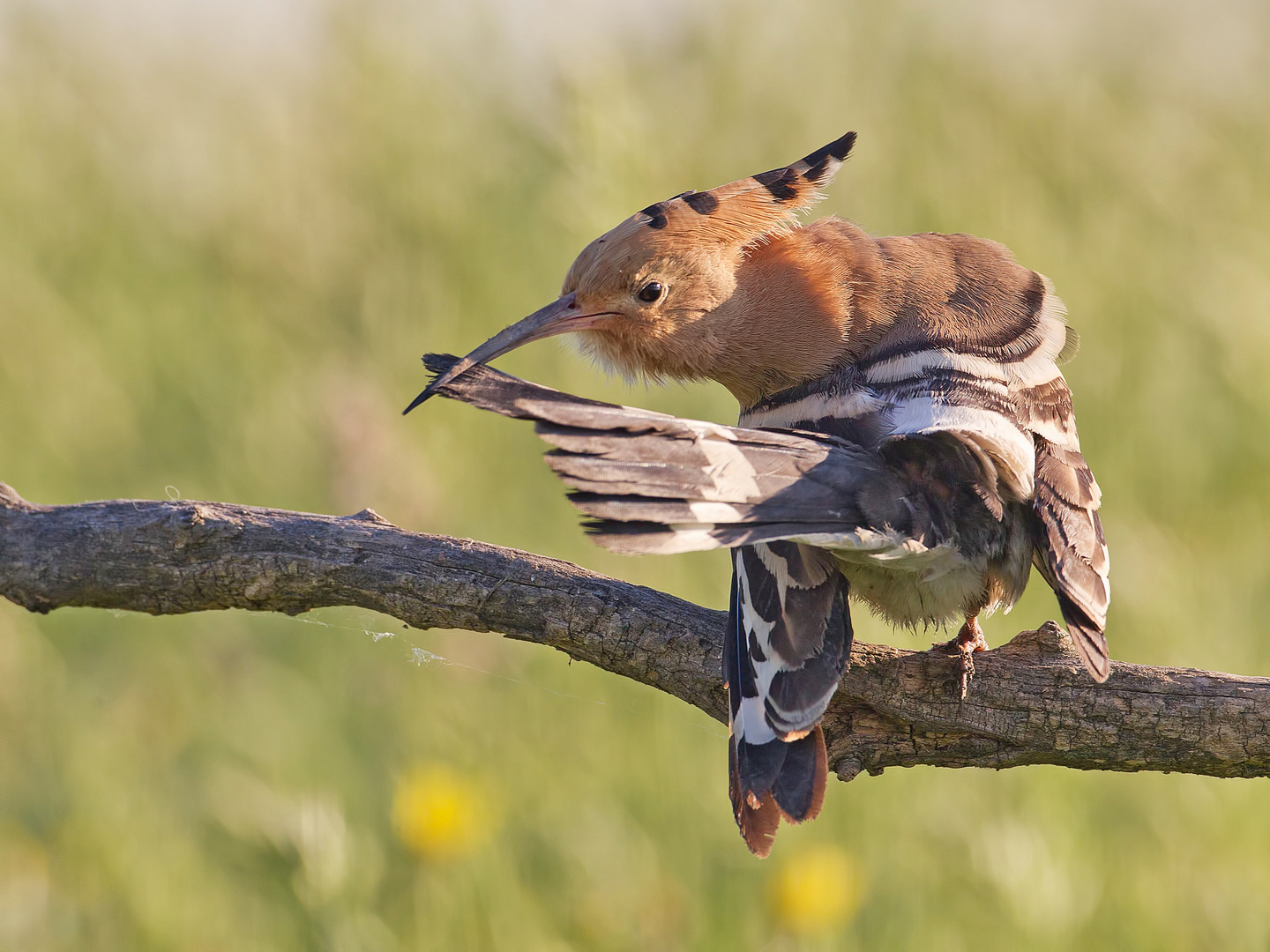 Hoopoe hygiene