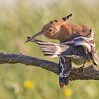 Hoopoe hygiene