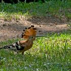 Hoopoe (Wiedehopf)