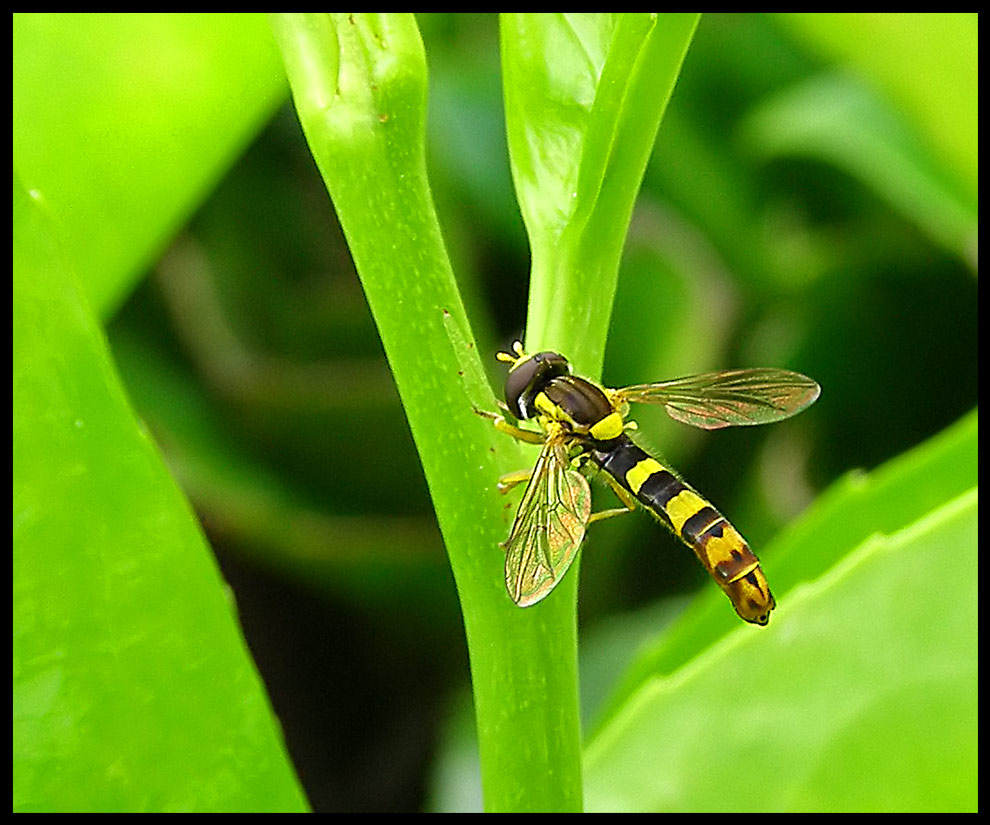 Hoover fly