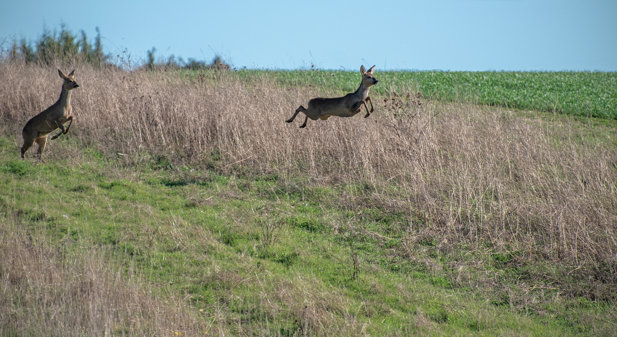 Hop.