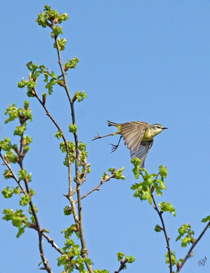 Hop .... envolée !!!