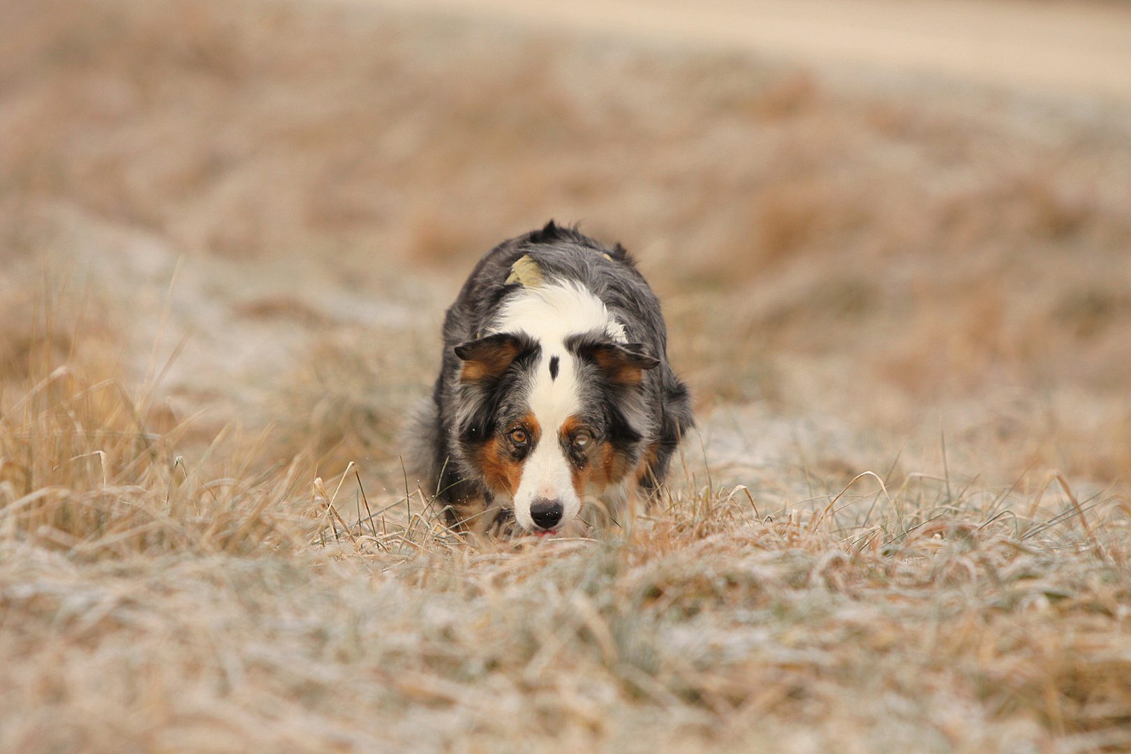 Hope Australian Shepherd Hündin 