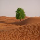 Hope in the Desert (Seebebenhilfe)