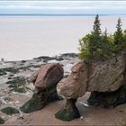 [ Hopewell Rocks ]