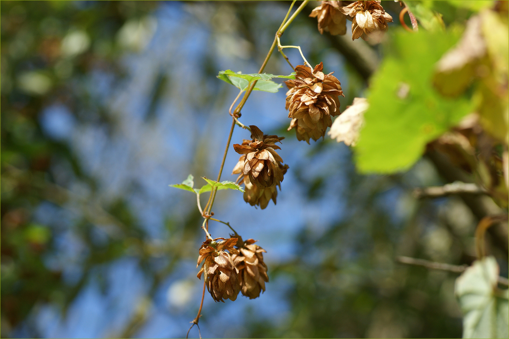 Hopfen