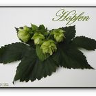 Hopfen 1