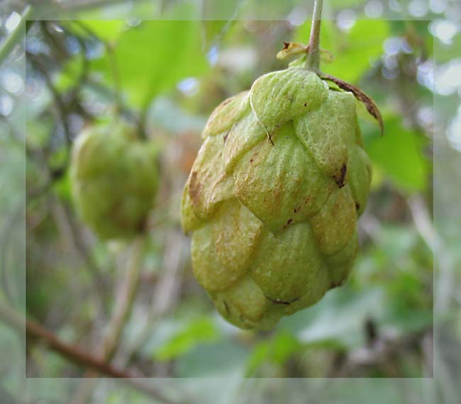 Hopfen