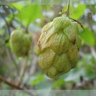 Hopfen