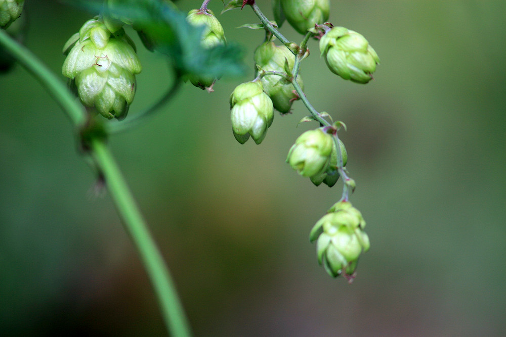 Hopfen 2