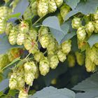 Hopfen 20170926