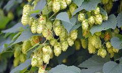 Hopfen 20170926