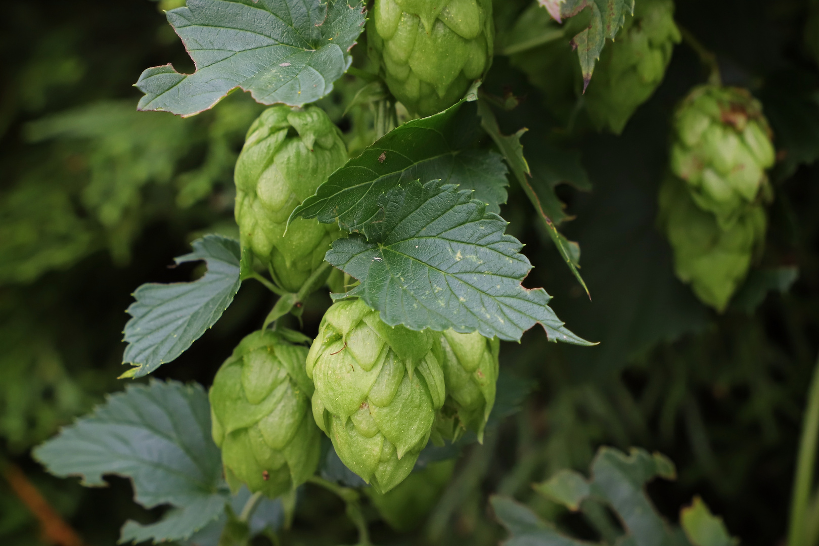 Hopfen (2019_08_24_5541_ji)