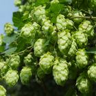 Hopfen