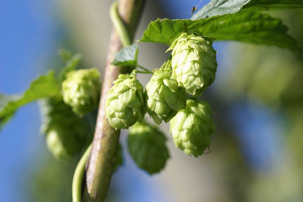 Hopfen